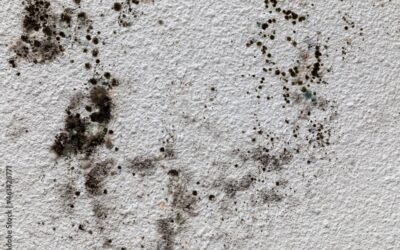 Effective Methods for Safe and Swift Mold Removal